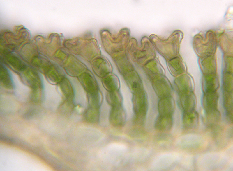 Polytrichum commune